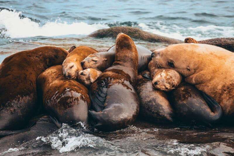 Telegraph Cove: Whale Watching Adventure with Free Photos - Who should book this Telegraph Cove outing?