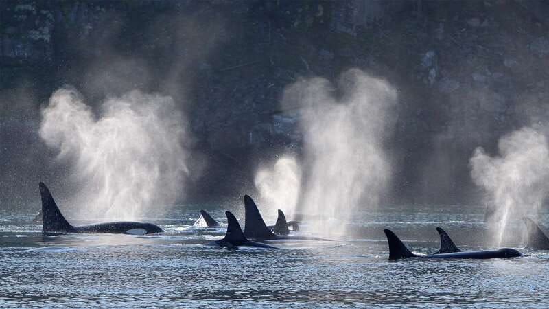Telegraph Cove: Whale Watching Adventure with Free Photos - Why Johnstone Strait is the right setting for this trip