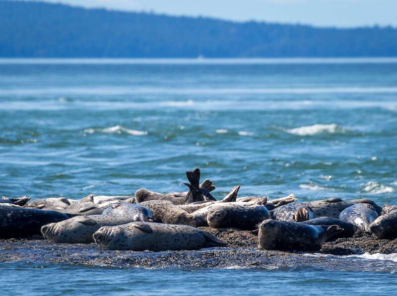 Telegraph Cove: Whale Watching Adventure with Free Photos - A closer look at the Ocean Magic II