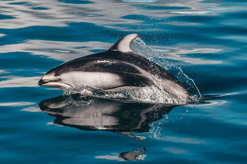 Telegraph Cove: Whale Watching Adventure with Free Photos - The three-hour search for whales