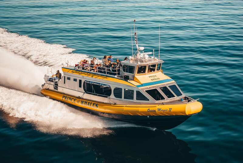 Telegraph Cove: Whale Watching Adventure with Free Photos - Starting at Telegraph Cove Resort