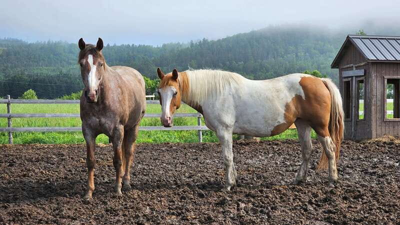 The Montagnarde: Guided horseback ride on mountain trails. - Getting comfortable in the saddle