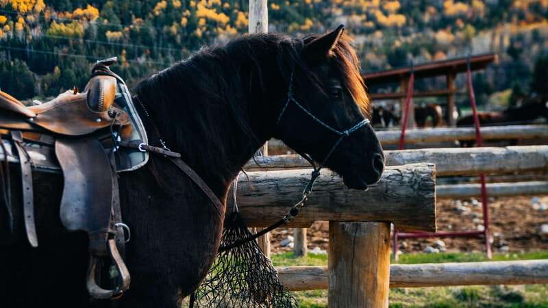 The Montagnarde: Guided horseback ride on mountain trails. - Starting at the ranch with a proper welcome