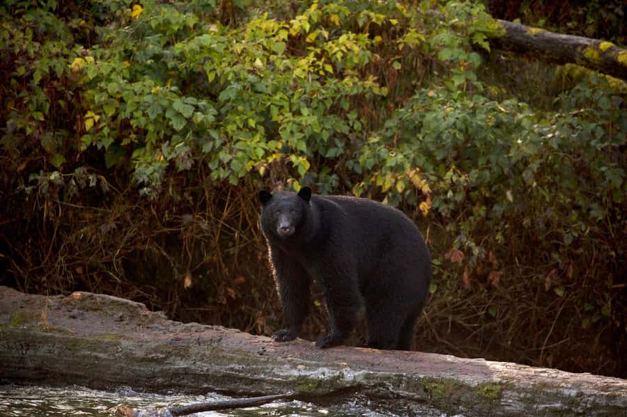 Tofino: Bear Watching Boat Tour with Nature Guide - Key points to know before you book