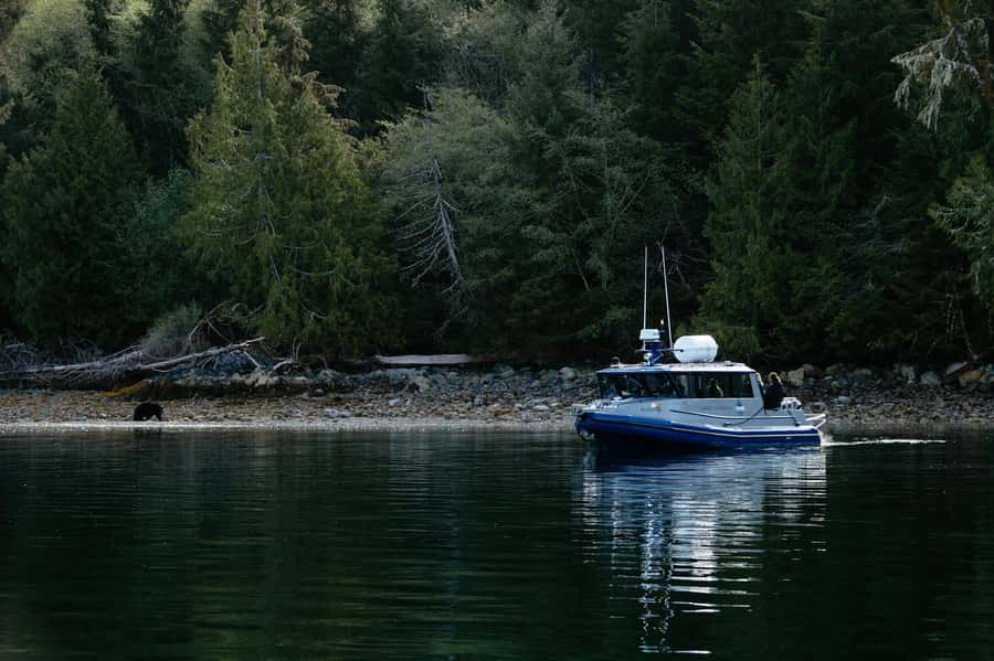 Tofino: Bear Watching Boat Tour with Nature Guide - Why Clayoquot Sound is a fine place to watch bears