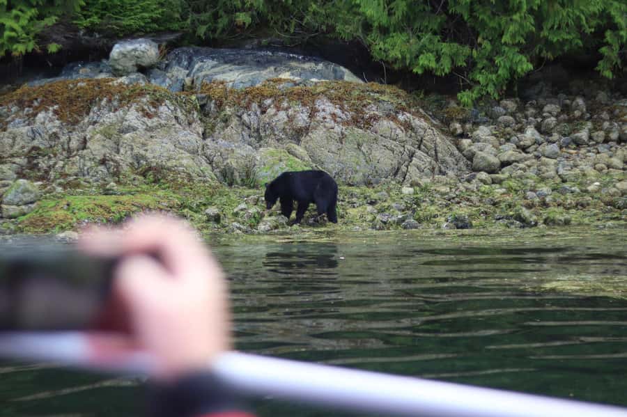 Tofino: Bear Watching Boat Tour with Nature Guide - The boat ride through sheltered inlets