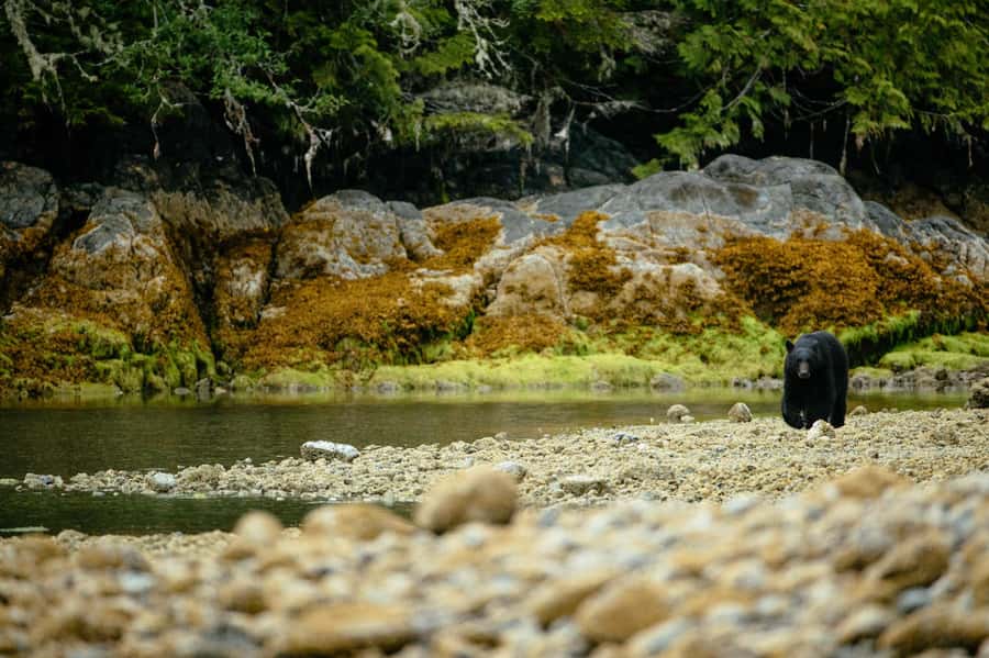 Tofino: Bear Watching Boat Tour with Nature Guide - Finding bears along the rocky beaches