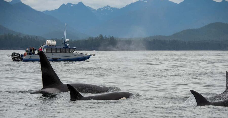 Tofino: Whale Watching Tour with Nature Guide - Leaving Tofino from the Marine Adventure Centre