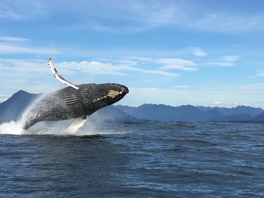 Tofino: Whale Watching Tour with Nature Guide - Two hours among Clayoquot Sound’s marine life