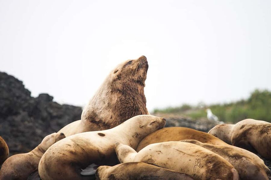 Tofino: Whale Watching Tour with Nature Guide - What the ride feels like in real weather