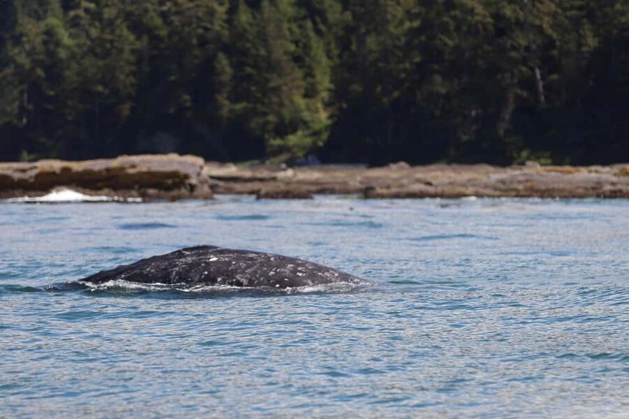 Tofino: Whale Watching Tour with Nature Guide - Is $137 a fair price?