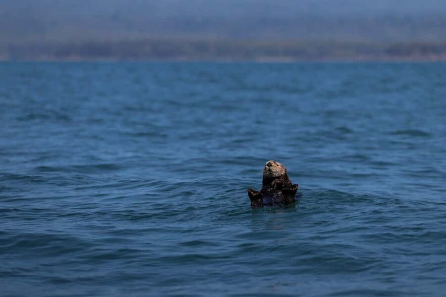 Tofino: Whale Watching Tour with Nature Guide - Should you book the Tofino whale-watching tour?