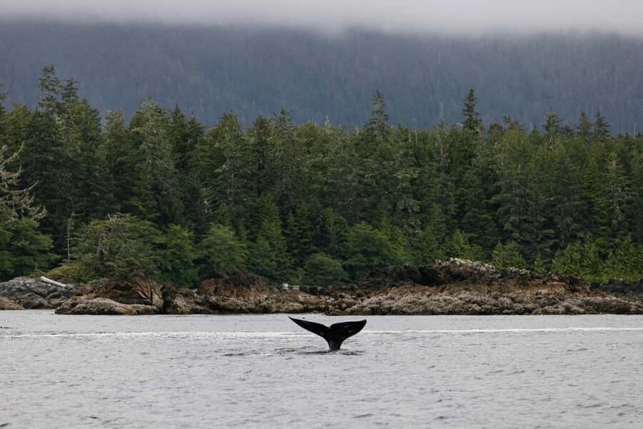 Tofino: Whale Watching Tour with Nature Guide - Choosing between the Whiteraven and Blackfish