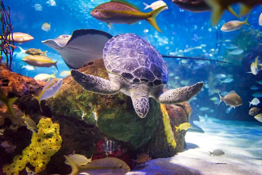 Toronto CityPASS®: Save up to 38% at 5 Top Attractions - How the nine-day Toronto plan works