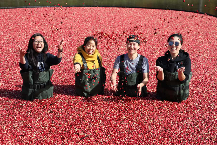 Toronto: Muskoka Cranberry Farm and Hardy Lake Hike - Key points to know before booking