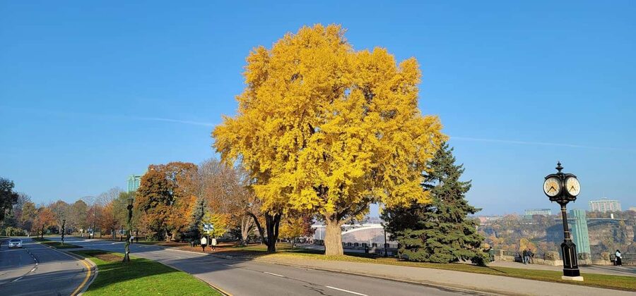 Toronto: Niagara Falls & NOTL Heritage Town Guided Day Tour - What the $72 price really buys you