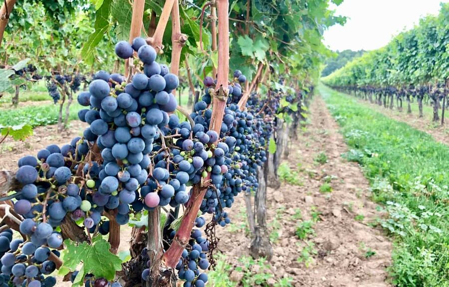 Toronto: Niagara-on-the-Lake, Wine Tasting & Chocolate Tour - Timing, traffic, and the real shape of the day