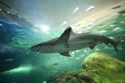Ripley’s Aquarium of Canada Entry Ticket