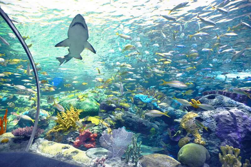 Toronto: Ripley's Aquarium of Canada Entry Ticket - Stingrays, touch pools, and live presentations