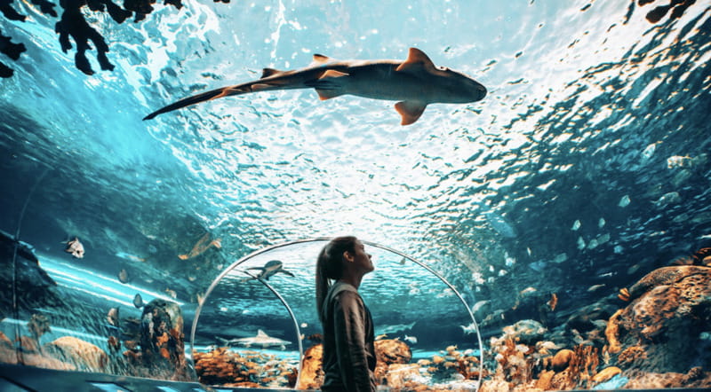 Toronto: Ripley's Aquarium of Canada Entry Ticket - Food, drinks, and practical limits