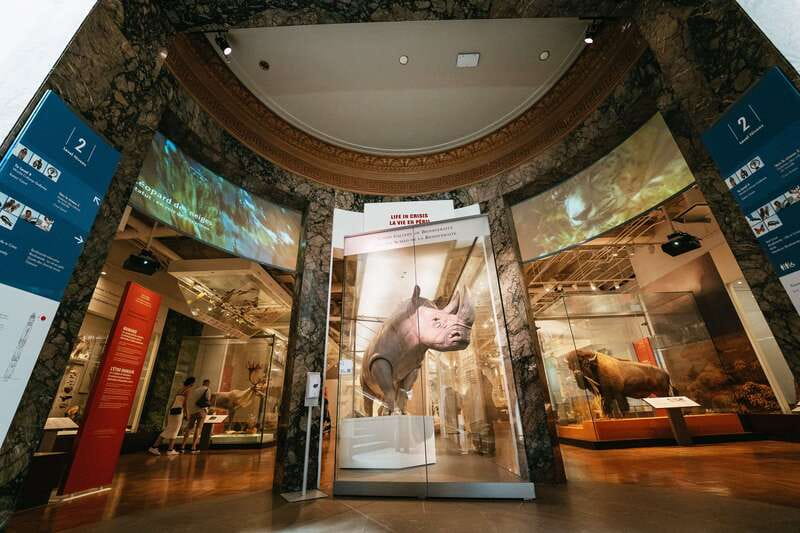 Toronto: Royal Ontario Museum Admission Ticket - Look Closely at Art, Armour, and Natural Specimens