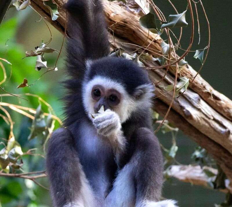 Toronto: Toronto Zoo Entry Ticket - More than animals, the family stops matter