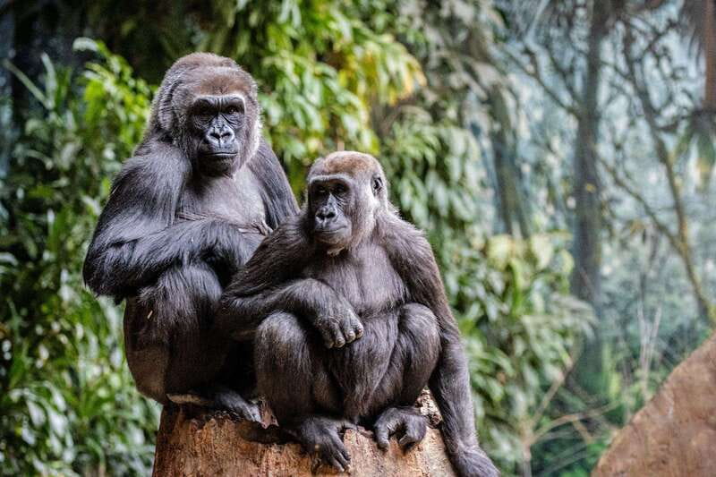 Toronto: Toronto Zoo Entry Ticket - Getting around with children and mobility concerns