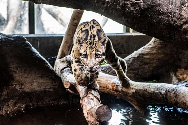 Toronto: Toronto Zoo Entry Ticket - Who will enjoy this zoo most