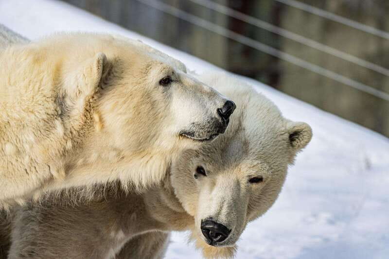 Toronto: Toronto Zoo Entry Ticket - Practical booking advice for a better day