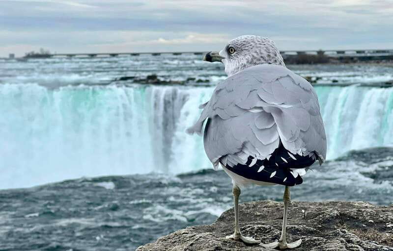 Toronto: Winter Niagara Falls Tour with Attractions Package - Choosing a Toronto pickup that works for you