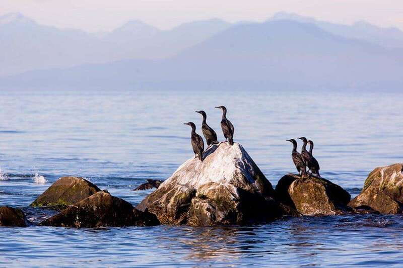Vancouver, BC: Whale Watching Tour with Guide - Key points before you book