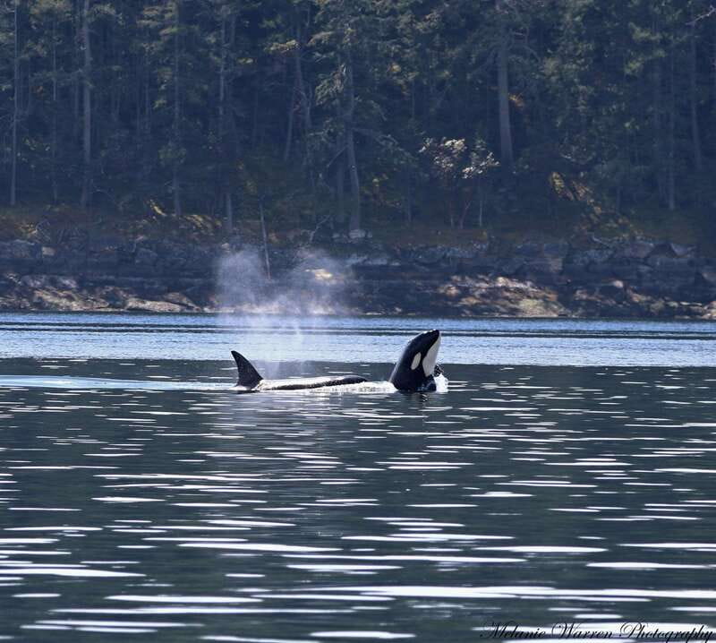 Vancouver, BC: Whale Watching Tour with Guide - From Steveston to the Strait of Georgia