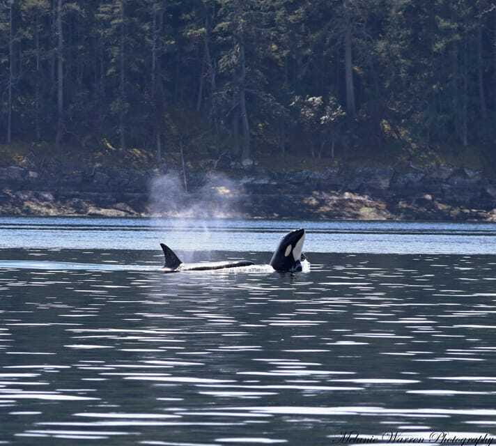 Vancouver, BC: Whale Watching Tour with Guide - The guide makes the waiting worthwhile
