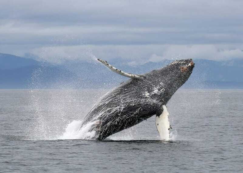 Vancouver, BC: Whale Watching Tour with Guide - Timing, motion, and the real rhythm of the trip