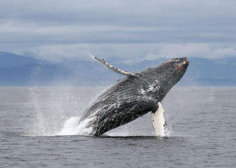 Vancouver, BC: Whale Watching Tour with Guide - A fast boat built for whale watching