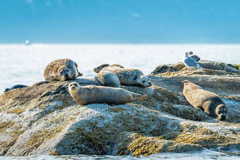 Vancouver: Boat to Bowen Island on UNESCO Howe Sound Fjord - Who will enjoy this trip most