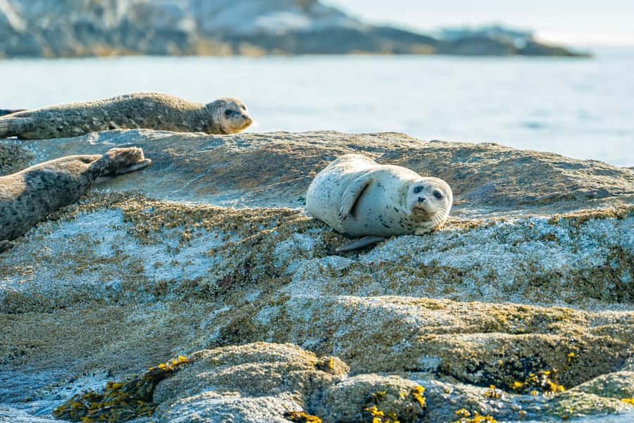 Vancouver: City and Seal Boat Tour - Siwash Rock, Jericho, and Kitsilano