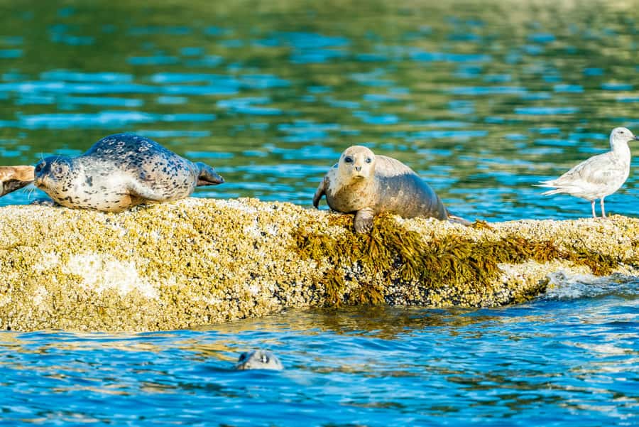 Vancouver: City and Seal Boat Tour - From Granville Island into False Creek