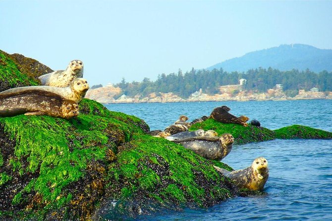 Vancouver City and Seal Colony Scenic Boat Tour - From Granville Island into False Creek