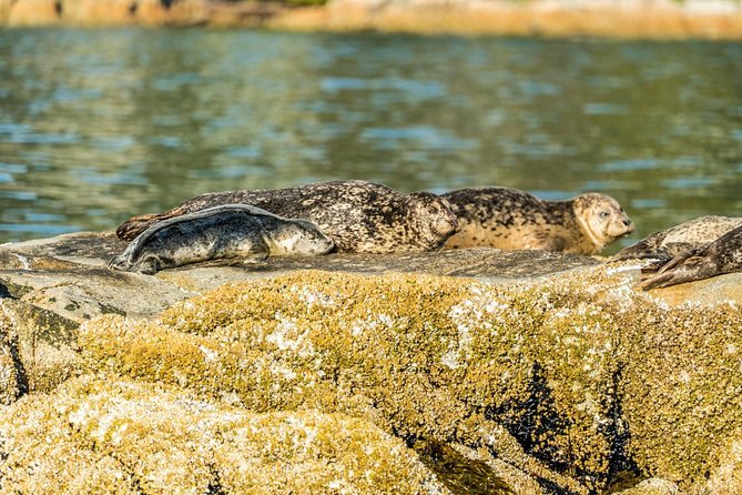 Vancouver City and Seal Colony Scenic Boat Tour - Lighthouse Park and two chances to see seals