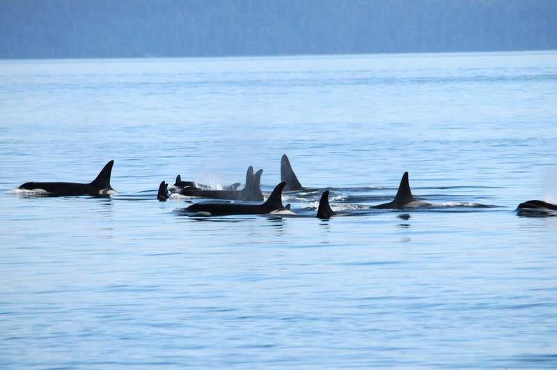 Vancouver: Covered Whale Watching Adventure with Free Photos - Key points at a glance