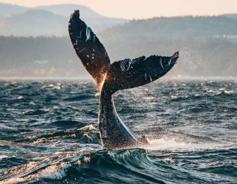 Vancouver: Covered Whale Watching Adventure with Free Photos - Should you book the Prince of Whales experience?