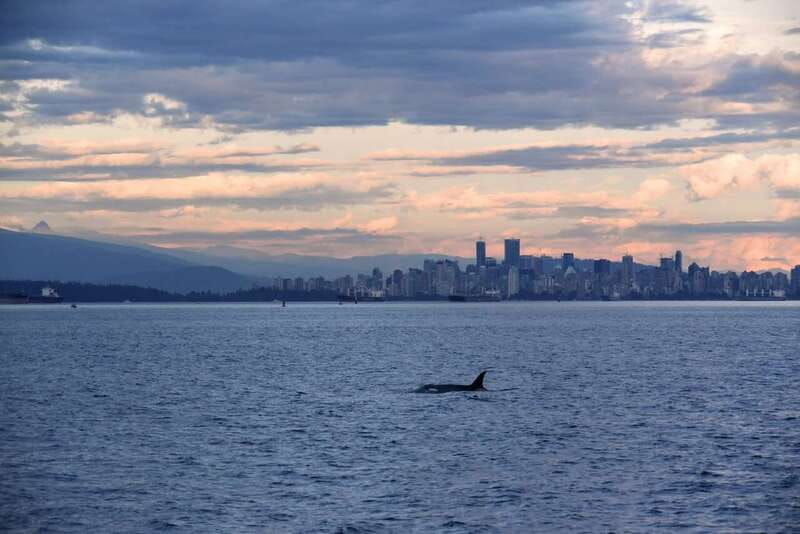 Vancouver: Covered Whale Watching Adventure with Free Photos - What you learn from the crew