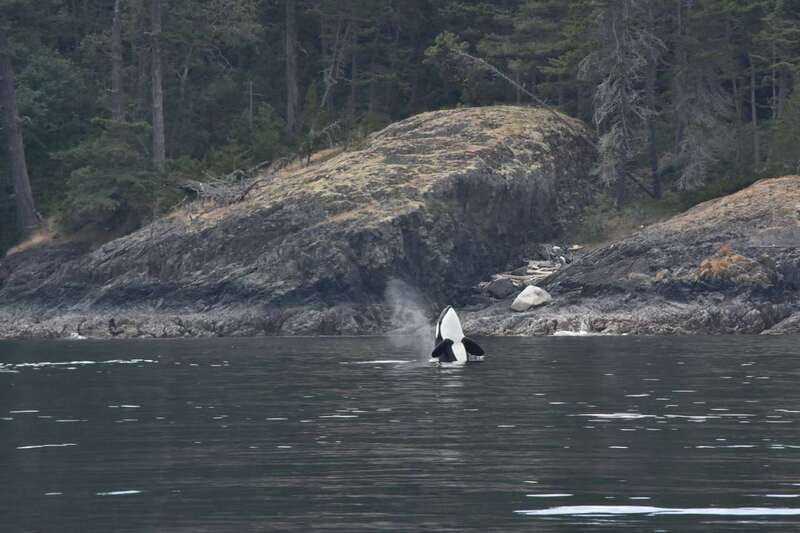 Vancouver: Covered Whale Watching Adventure with Free Photos - Why the free photos matter