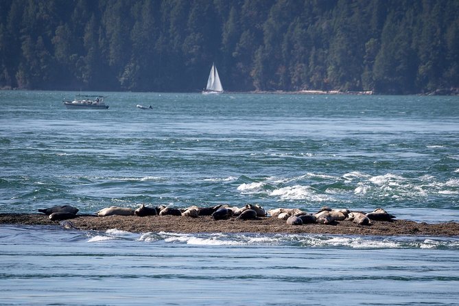 Vancouver Half-Day Whale Watching Adventure with Free Photos - Naturalists who make the sightings easier to understand
