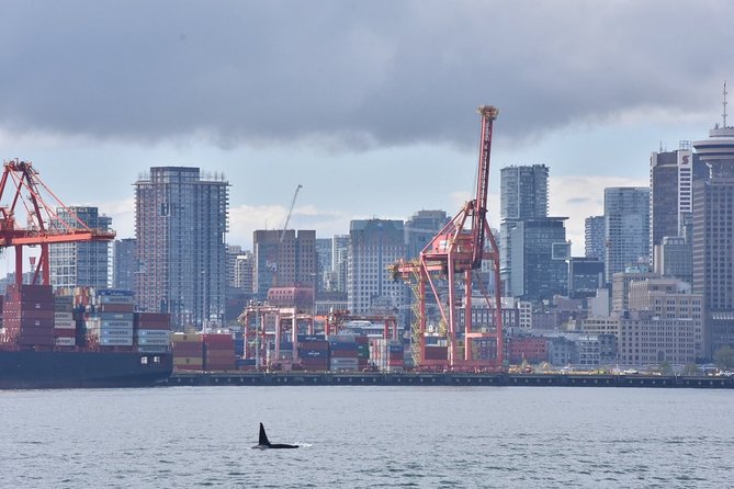 Vancouver Half-Day Whale Watching Adventure with Free Photos - My call: book it if you can give it the time