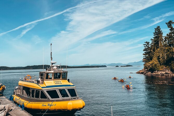 Vancouver Island Half-Day Whale Watching Tour - Telegraph Cove - What you may see beyond the whales