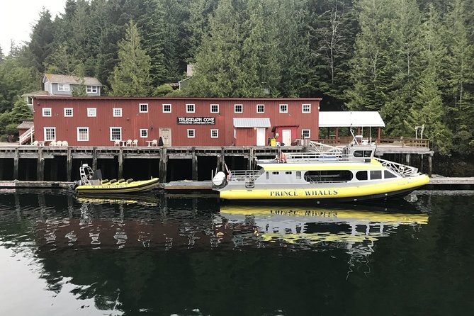 Vancouver Island Half-Day Whale Watching Tour - Telegraph Cove - Zodiac excitement versus a larger boat