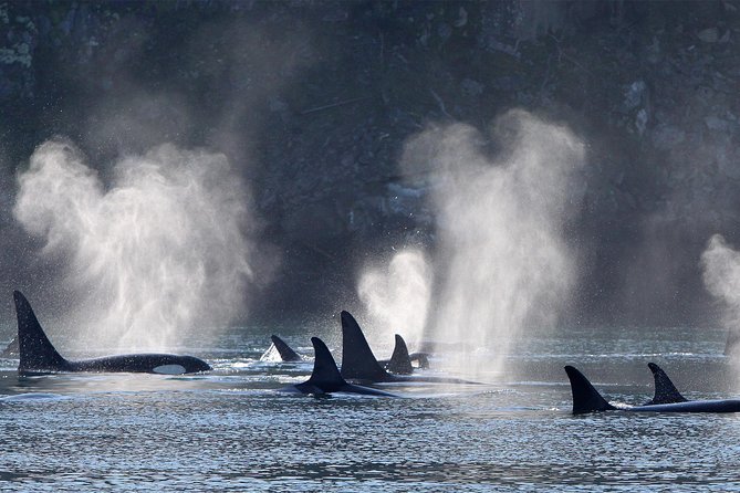Vancouver Island Half-Day Whale Watching Tour - Telegraph Cove - Weather, cancellations, and the risk of a wasted drive