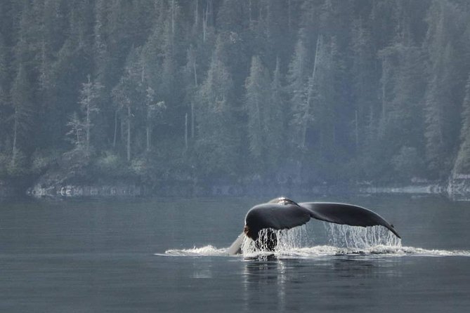 Vancouver Island Half-Day Whale Watching Tour - Telegraph Cove - Why the crew makes such a difference